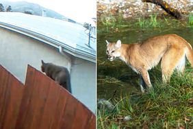 Large Cat in San Francisco Not A Mountain Lion, Police Say