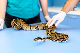 Veterinarian team examining python - snake