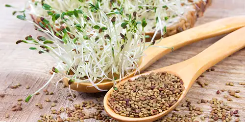Organic Sprouting Seeds | Micro sprouts broccoli alfalfa seeds sunflower